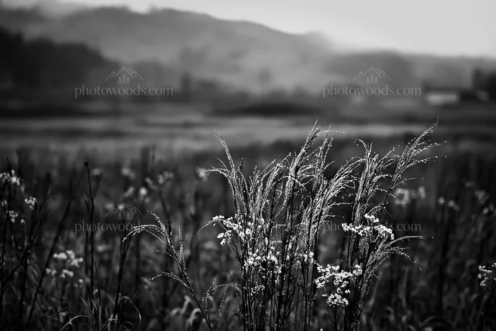 Black and white akita snowmelt meadow with silver grasses in a quiet landscape - AI-generated stock image