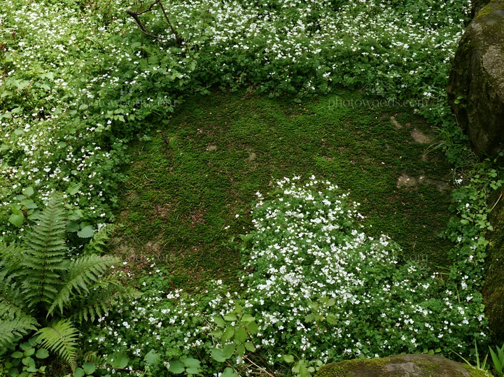 Miyagi spring recovery meadow mossy stone surrounded by flowers - AI-generated stock image