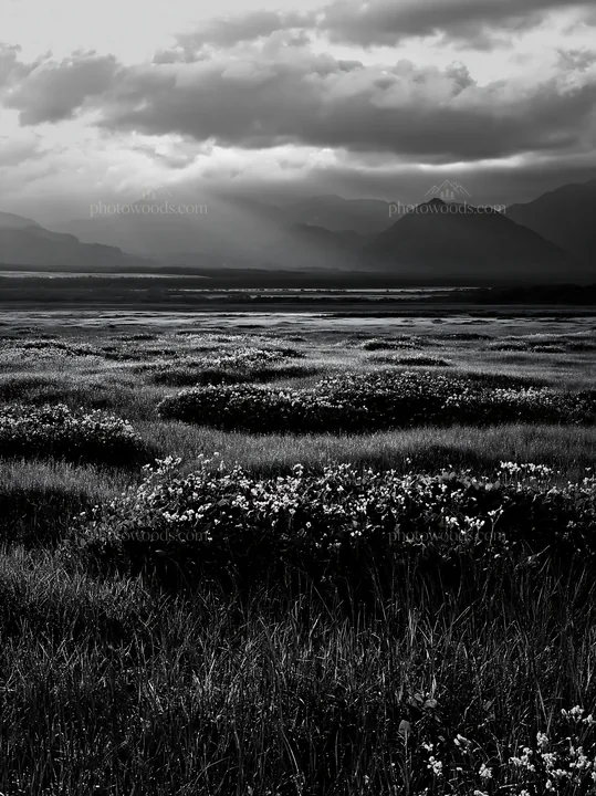 Black and white expansive Hokkaido restoration meadow with dewdrops - AI-generated stock image