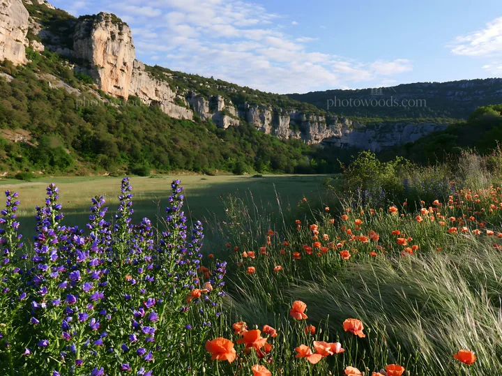 Poppy larkspur meadow by water with cliffs in background - AI-generated stock image