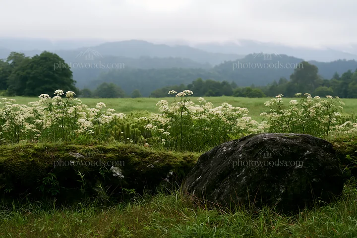 Misty meadow with moss covered stone in Shimane - AI-generated stock image