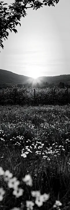 Sunset over apple meadow with flowers and mountains in view - AI-generated stock image