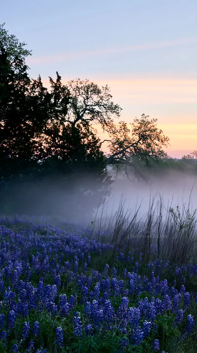 Bluebonnet meadow at sunrise with mist - AI-generated stock image