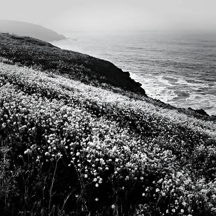 Meadow of flowers above Atlantic coast in Portugal - AI-generated stock image