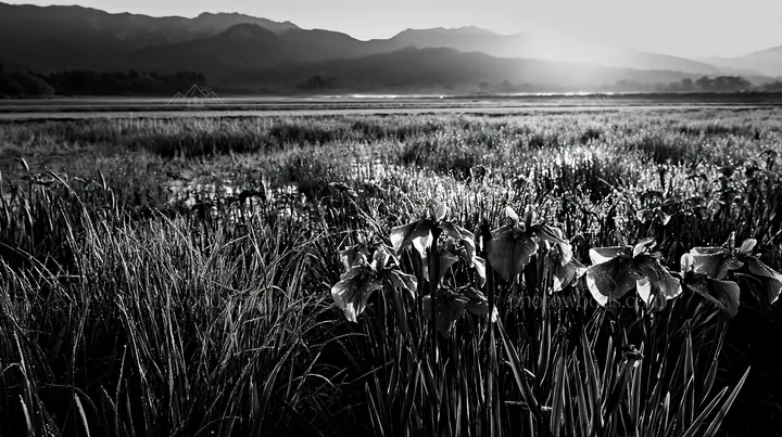 Niigata floodplain restoration meadow dew foreground - AI-generated stock image