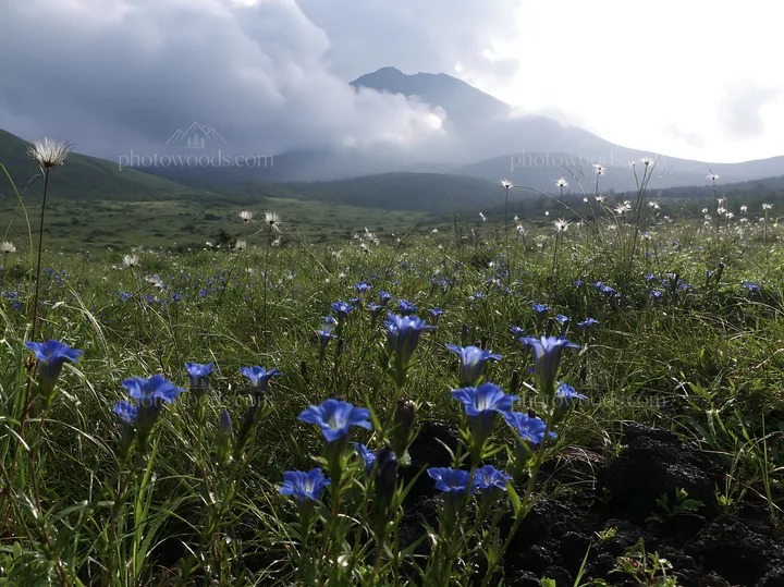 Kagoshima volcanic meadow with pumice foreground and blue flowers - AI-generated stock image