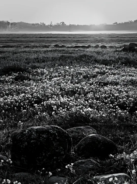 Kyoto wildflower meadow with stones at spring dawn - AI-generated stock image