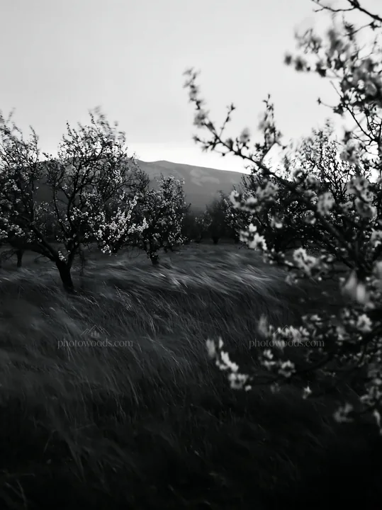 Moody orchard meadow with trees and flowing grass - AI-generated stock image