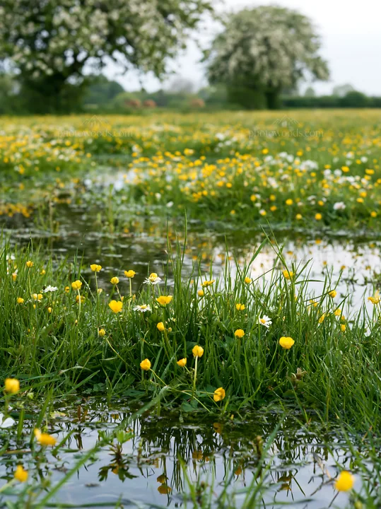 Spring orchard meadow with yellow and white flowers - AI-generated stock image