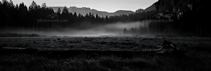 Weathered log in a foggy meadow at dawn - AI-generated stock image