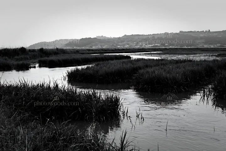 Shiga wetland meadow with reeds at twilight - AI-generated stock image