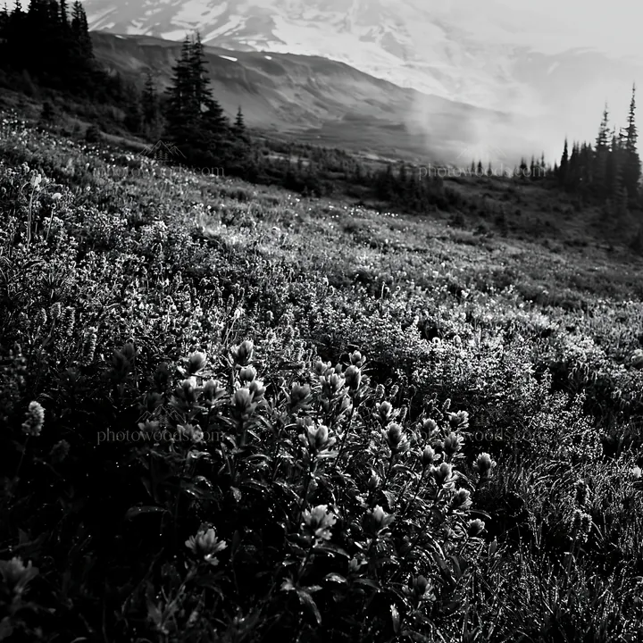 Black and white mount Rainier wildflower meadow sunrise - AI-generated stock image