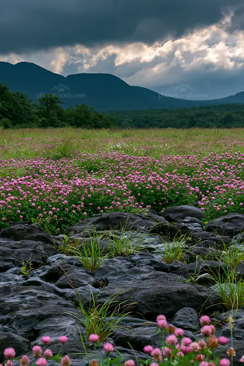 Kumamoto volcanic meadow with dark rock and pink flowers - AI-generated stock image