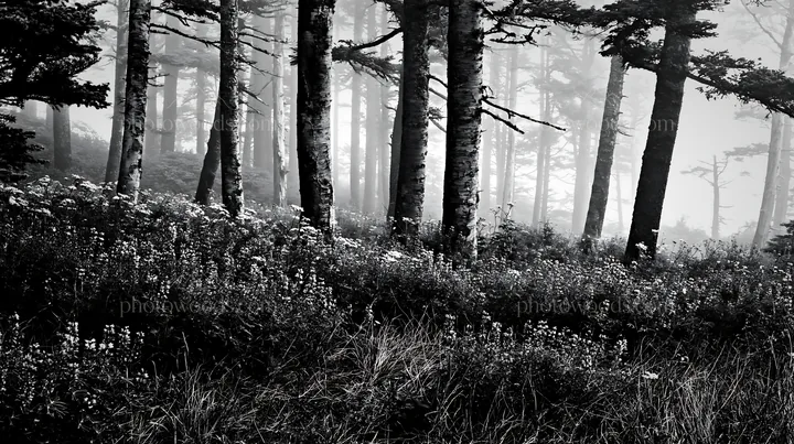 Black and white misty forest meadow with blooming flowers and tall trees - AI-generated stock image