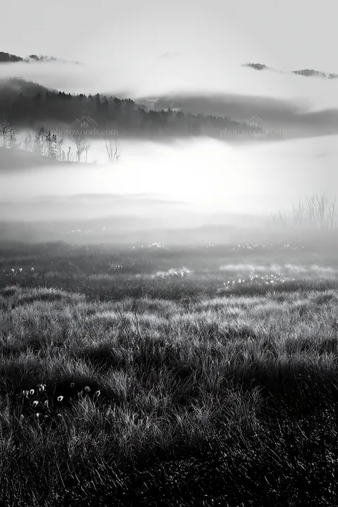 Black and white akita snowmelt meadow with silver grasses in misty morning light - AI-generated stock image