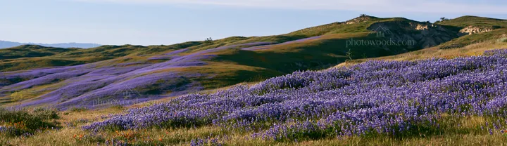Colorful lupine meadow in a valley under blue skies - AI-generated stock image