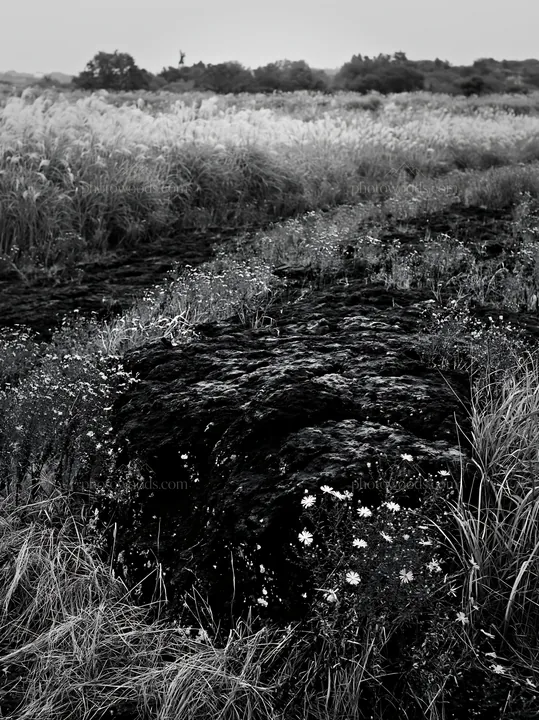 Black and white kumamoto volcanic meadow dark rock foreground and wildflowers - AI-generated stock image
