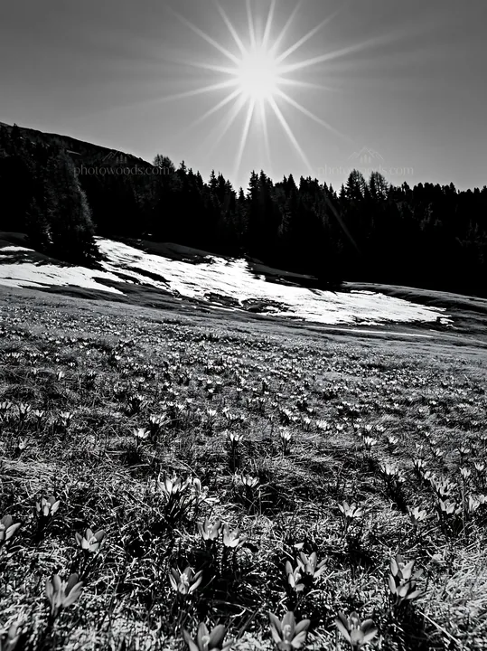 Black and white alpe di Siusi meadow sunbeams highlight blooming flowers - AI-generated stock image