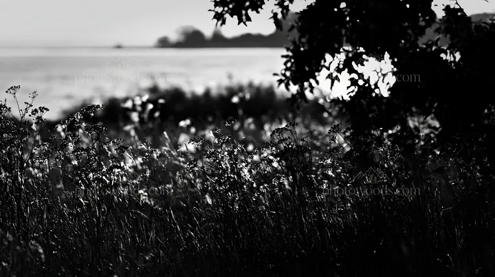 Apple meadow by the lakeshore with light and shadows - AI-generated stock image