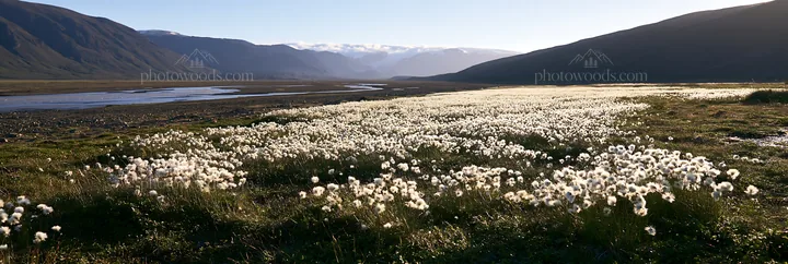 Cottongrass meadow with mountains and river in bright light - AI-generated stock image
