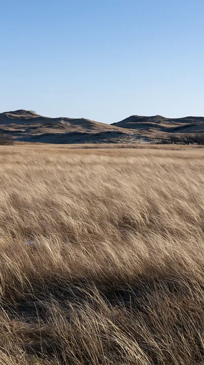 Tottori windy meadow with dune grasses under clear blue sky - AI-generated stock image