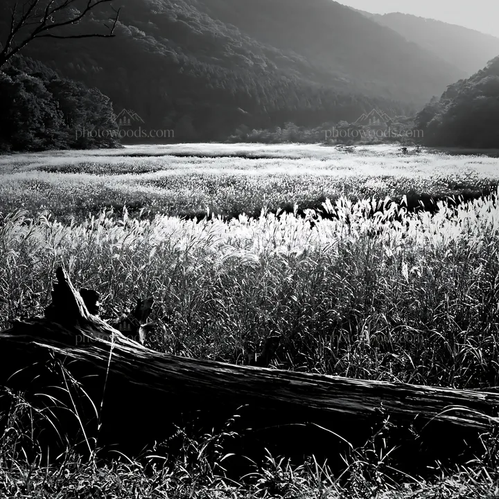 Wakayama autumn meadow with weathered wood in foreground - AI-generated stock image