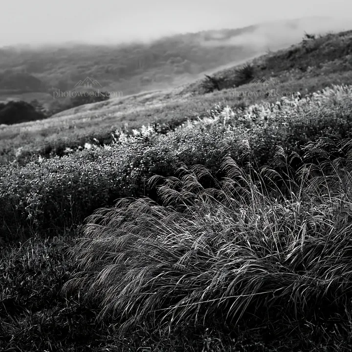 Black and white iwate rain refreshed meadow seedhead foreground - AI-generated stock image