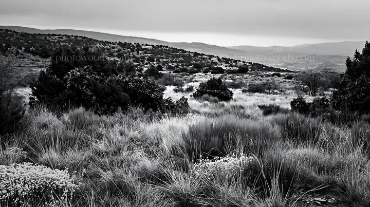 Expansive meadow with drought tolerant stems and garland - AI-generated stock image