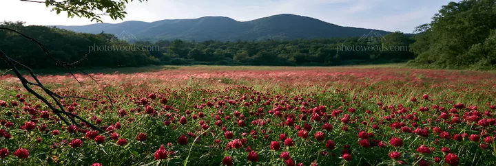 Yamagata rewilded meadow fallen branch foreground with flowers - AI-generated stock image