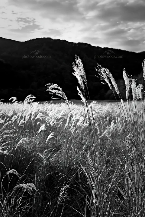 Aichi meadow in autumn with seedheads and mountain backdrop - AI-generated stock image