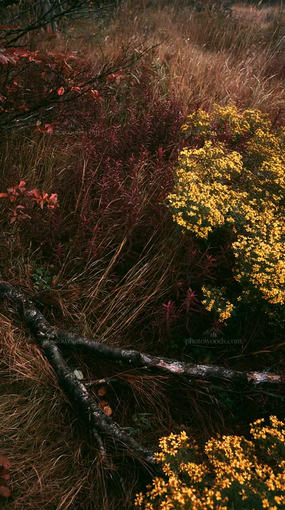Yamagata rewilded meadow fallen branch foreground with yellow flowers - AI-generated stock image
