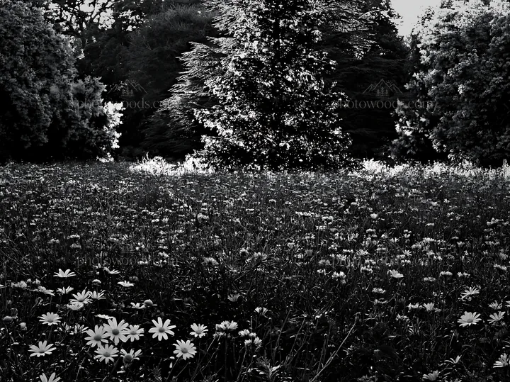 Christmas tree beside stream in meadow with flowers - AI-generated stock image