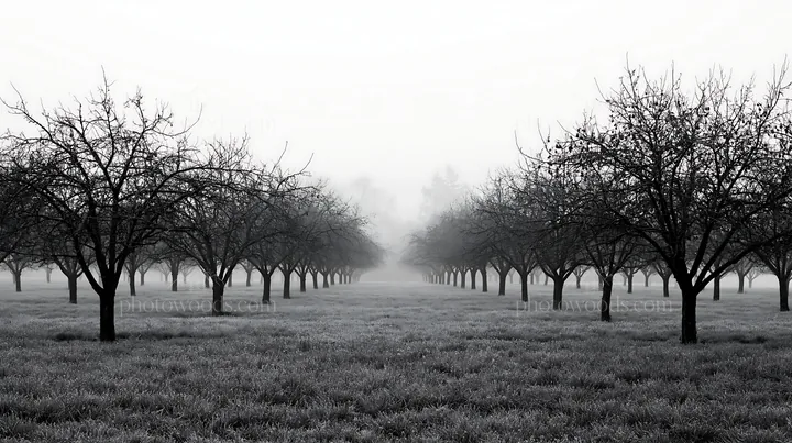 Moody orchard meadow with misty trees and grass stretch - AI-generated stock image