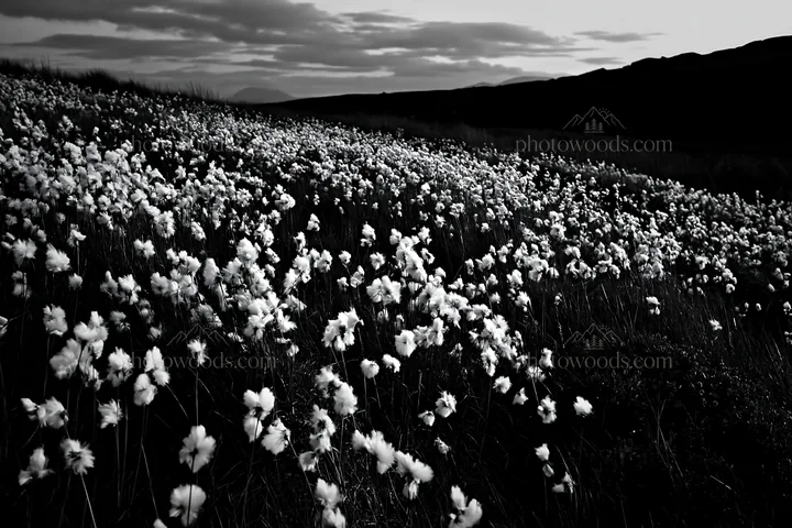 Cottongrass meadow with glow in evening light - AI-generated stock image