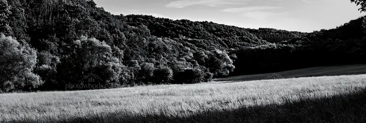 Hungarian meadow along wooded valley landscape - AI-generated stock image