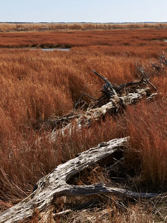 Driftwood in Chiba coastal meadow with tall grass - AI-generated stock image