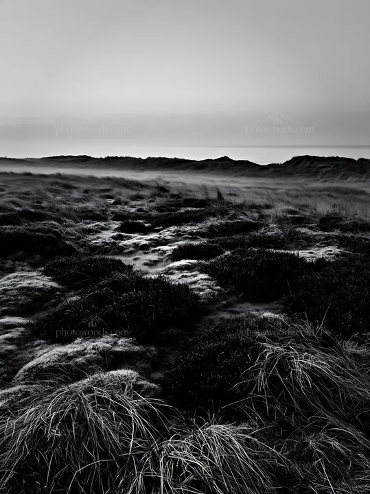 Frosty coastal meadow at dawn with low visibility - AI-generated stock image