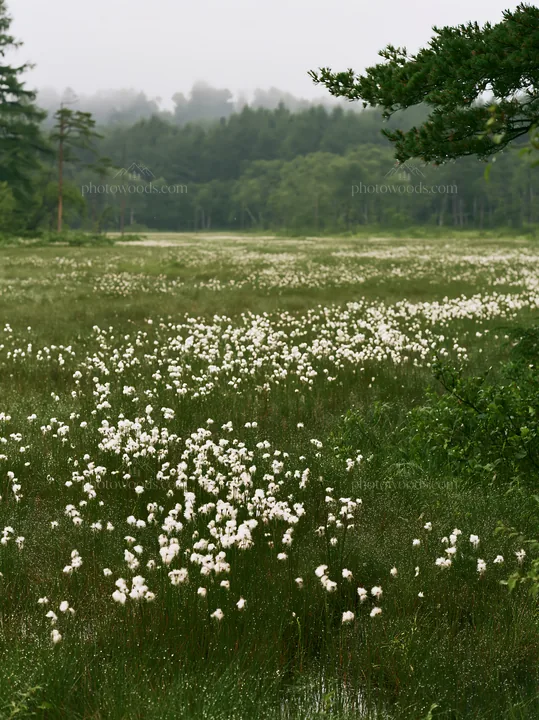 Expansive Hokkaido restoration meadow with dewdrops - AI-generated stock image
