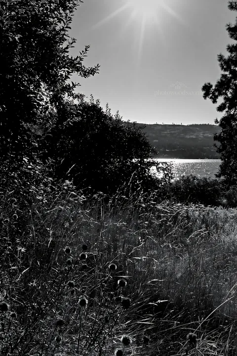 Black and white lakeshore apple meadow with sun shining over water - AI-generated stock image