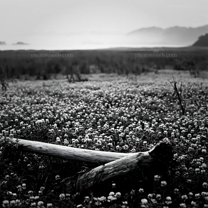Black and white nagasaki coastal meadow driftwood foreground mood - AI-generated stock image