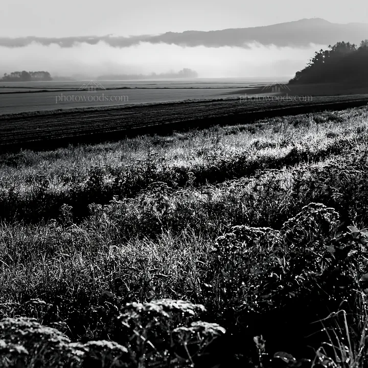 Black and white expansive Hokkaido restoration meadow with dewdrops - AI-generated stock image