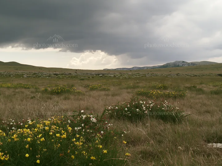 Cloudy limestone meadow with wildflowers in the distance - AI-generated stock image
