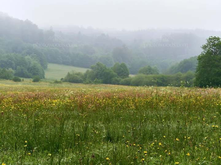 German foothill meadow in misty weather - AI-generated stock image
