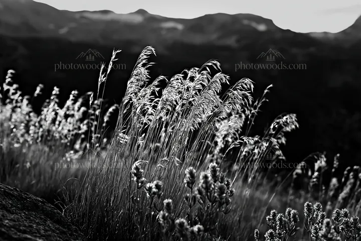 Black and white seedhead meadow with sunlight on grass in a natural landscape - AI-generated stock image