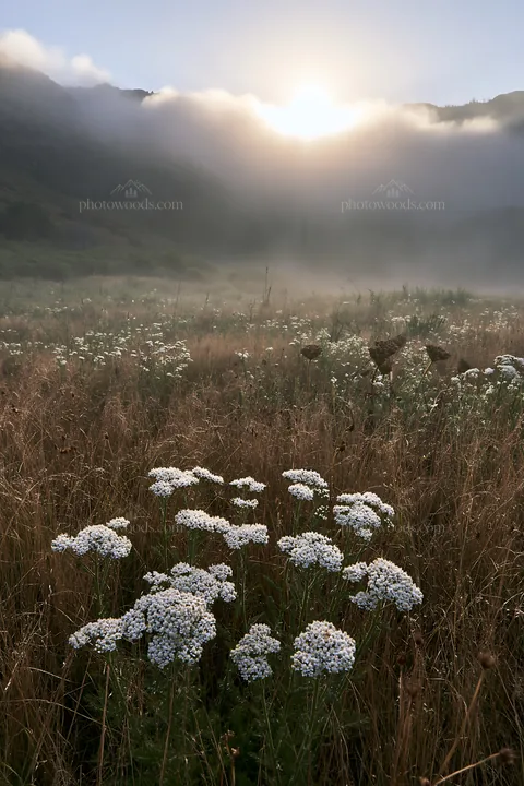 Cloudy foothill meadow with wildflowers and morning light - AI-generated stock image