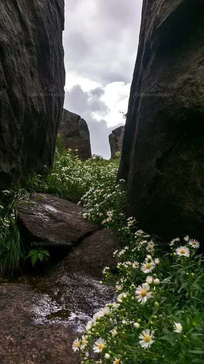 Oita highland meadow with granite stones and flowers - AI-generated stock image