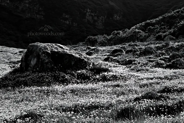 Black and white yamaguchi limestone meadow with pale boulder in daylight - AI-generated stock image
