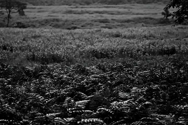 Black and white nara summer meadow with fern foreground under cloudy skies - AI-generated stock image