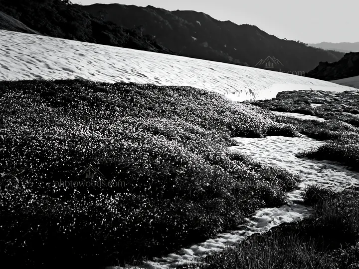 Black and white akita snowmelt meadow with silver grasses - AI-generated stock image