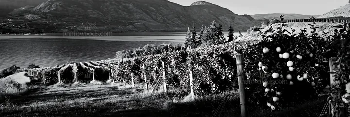 Fjord orchard meadow with apple trees and lake view - AI-generated stock image